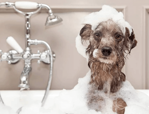 Me gusta bañarme con Lulu’s Way