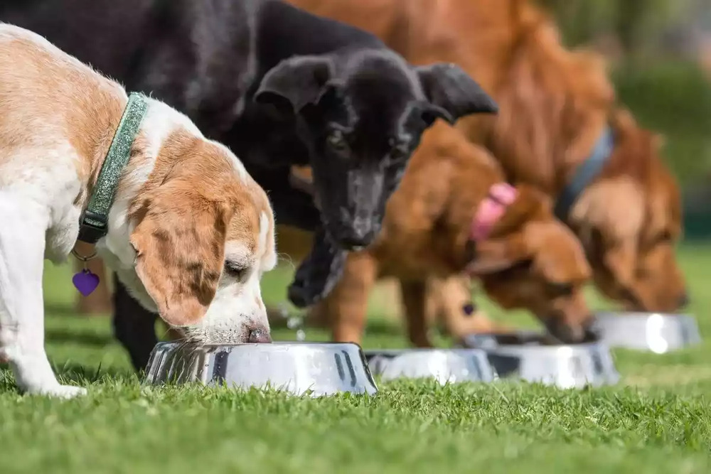 varios perros comiendo