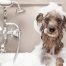 bañar a tu perro