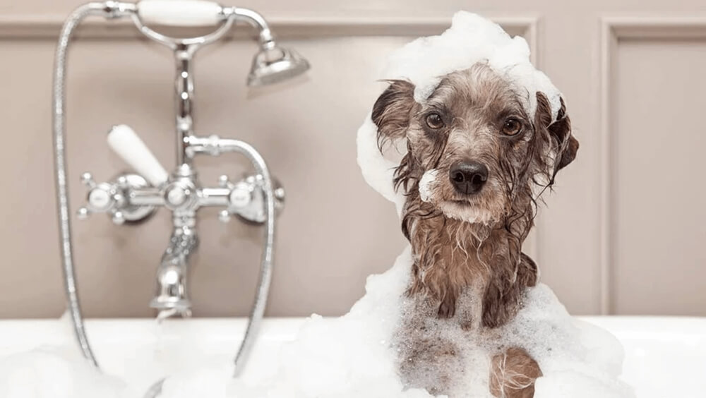 bañar a tu perro