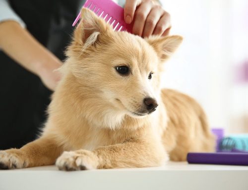 ¿Cómo elegir el cepillo adecuado  para nuestra mascota?