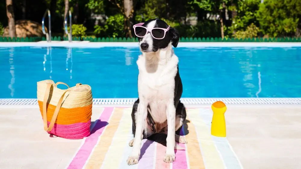 Cuidar a tu perro en verano