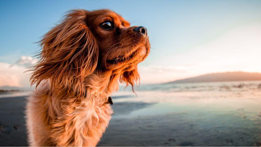 Cuidar tu perro en verano