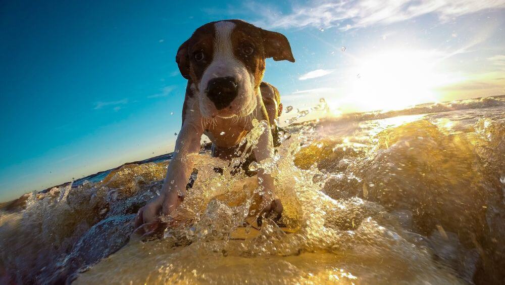 Perro en verano