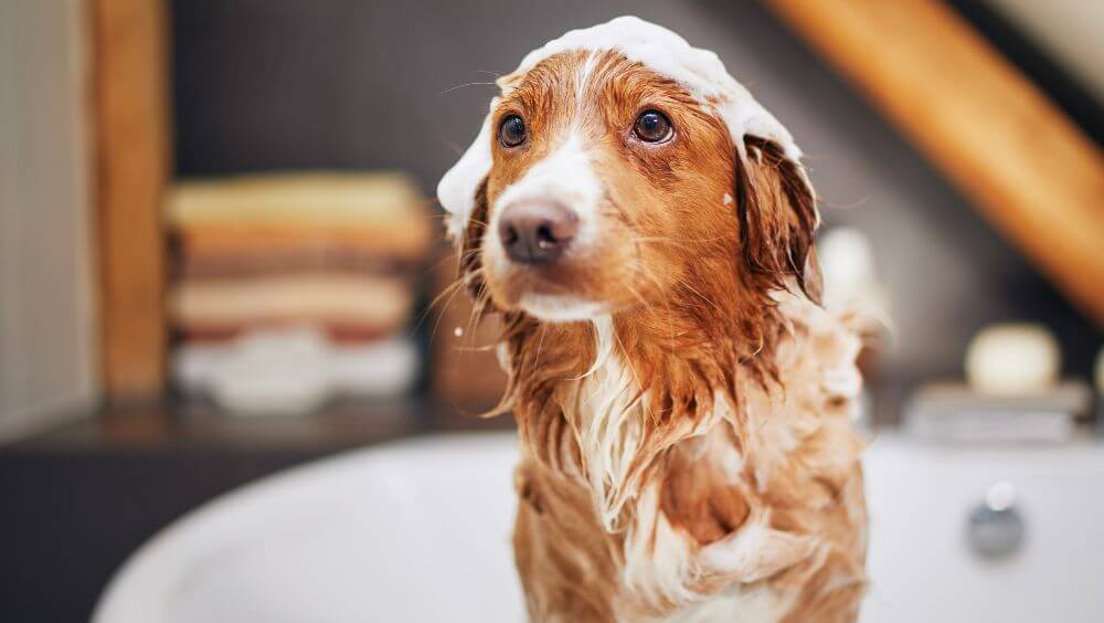 bañando perro