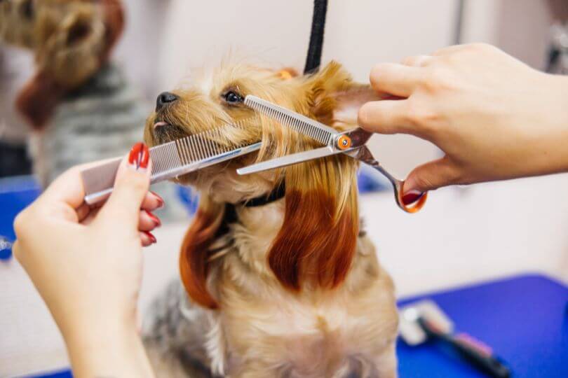 peluquerias caninas