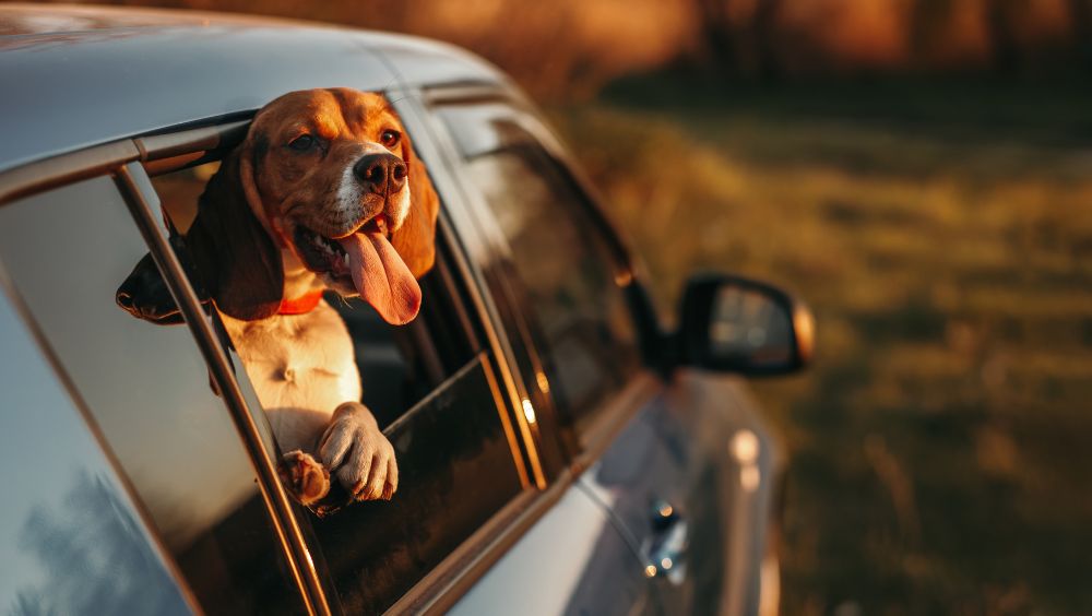 cambio temperatura en verano de los perros