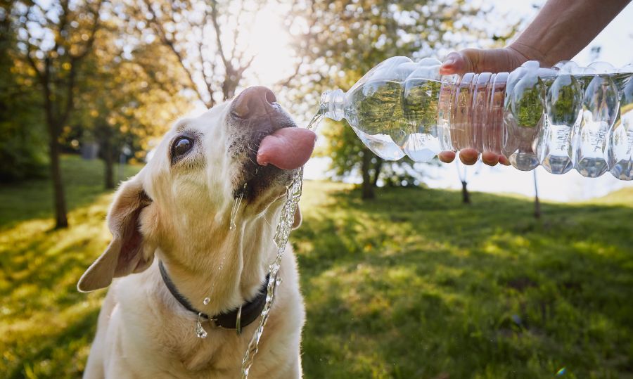 perro bebiendo agua