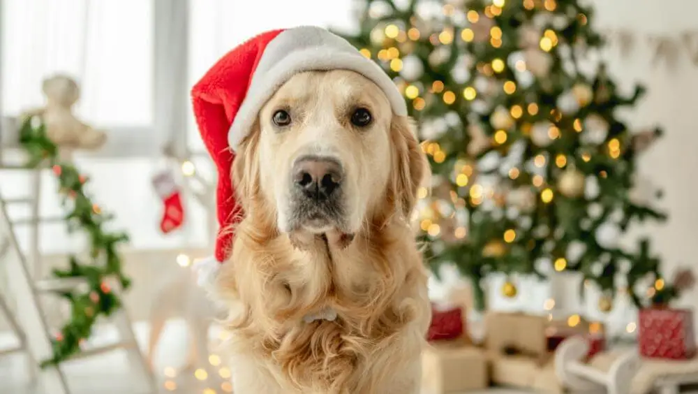 perro en Navidad