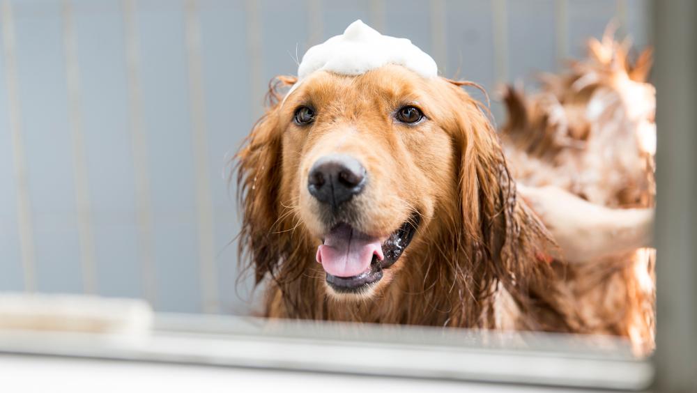 Perro siendo bañado con champú natural para perros