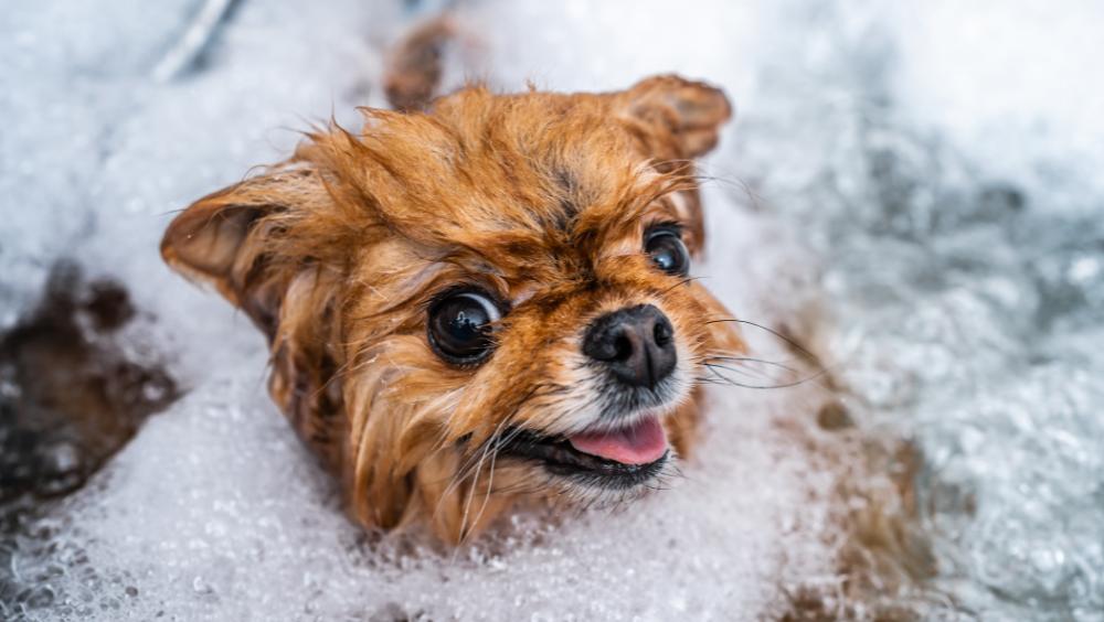 Perro siendo bañado con champú natural para perros